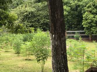 Lush green garden with trees and wooden fence surrounding countryside property