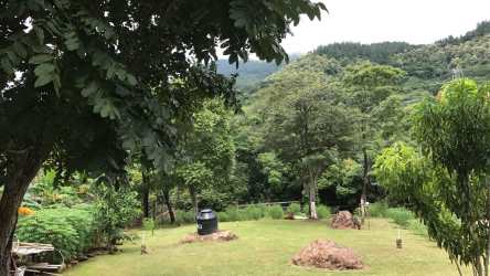 Green land with mature trees and fence in rustic countryside setting near race track