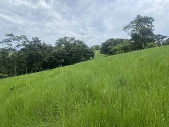 Gently sloping grassland with mature trees and open sky in Santa Rita Capira Panama