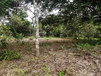Cleared soil and mature trees on flat land parcel Los Algarrobos Chiriquí Panama
