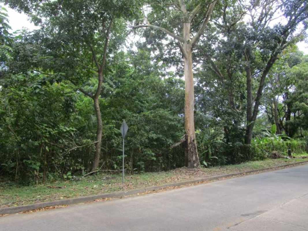 Expansive forested lot with mature tropical trees in Ancon Panama City