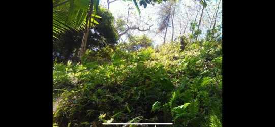 Tropical sloped terrain covered with mature trees Isla Leones farm