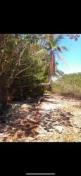 Natural tropical farm lot with trees and foliage Isla Leones Montijo Panama