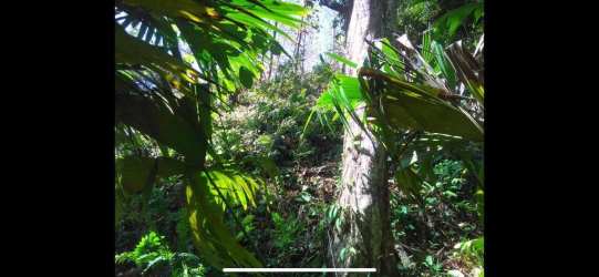 Tropical forest scenery lush dense trees Isla Leones Montijo Panama