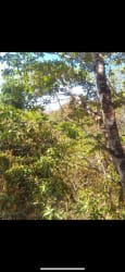 13 Hectare Tropical Natural Farm on Isla Leones Montijo