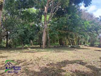 Cleared countryside land with mature trees in Chiriquí