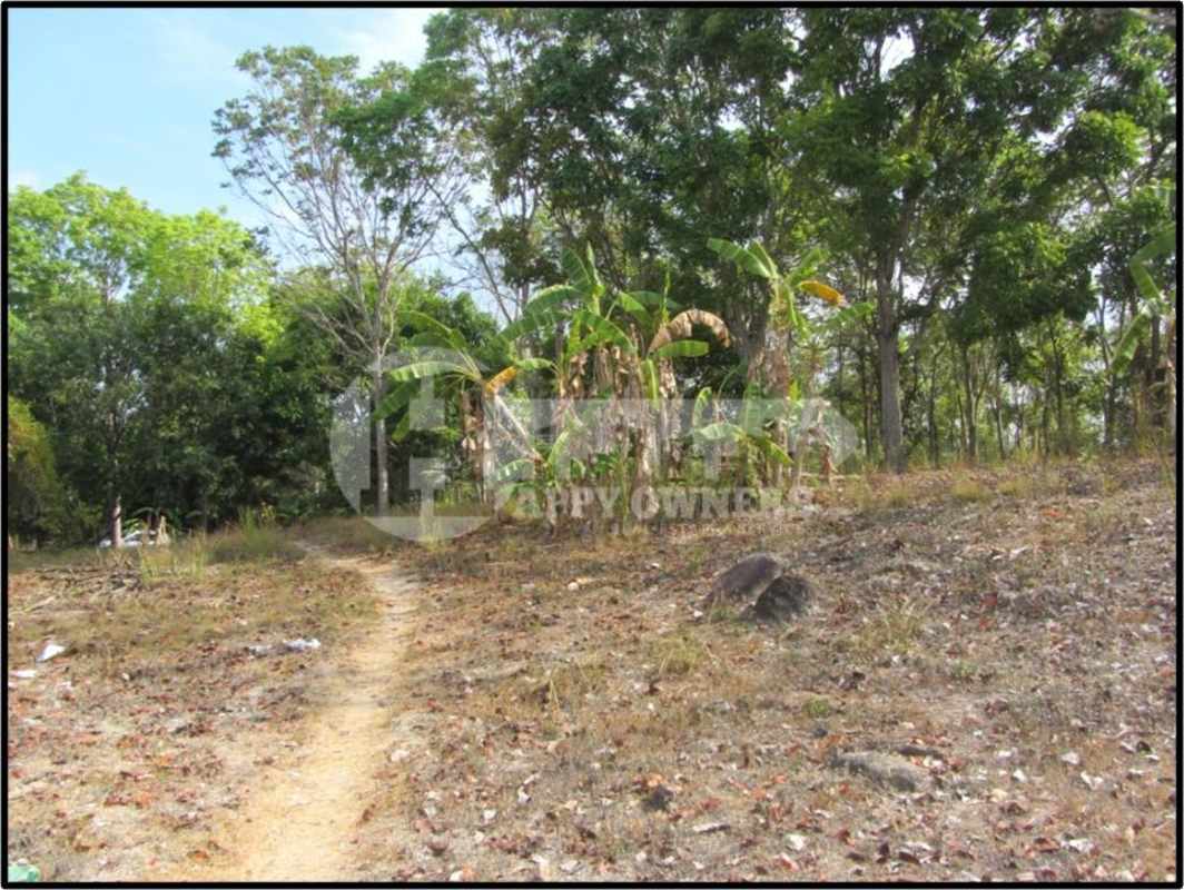Expansive countryside land with mature trees near beaches in Panama Oeste