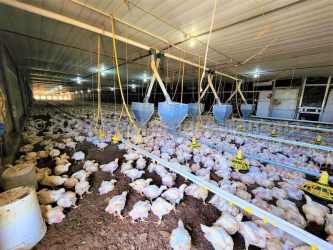 Inside view large commercial poultry barn with feeding systems Natá Coclé Panama