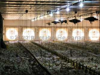 Commercial poultry barn interior with chickens and automated systems Natá Panama