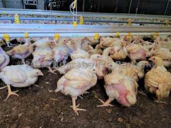 Inside view poultry barn commercial chicken farming operation Coclé Panama