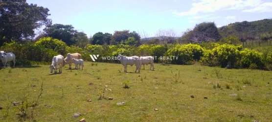 Rural pastureland with cattle and greenery farmland for sale in Olá, Penonomé Panama