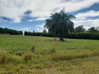 Green open space lined with tropical vegetation in Pedasí Panama