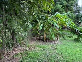 Dense banana trees and greenery in garden at Coronado Gorgona property Panama