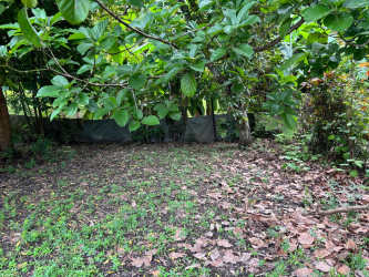 Shaded garden with dense trees leaf covered ground in Coronado Gorgona Panama property