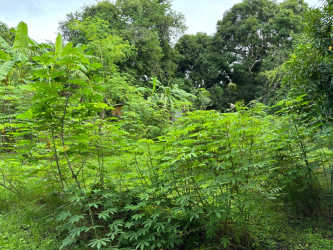 Suburban roadside view with grassy plot, large tree, fence and utility box Coronado Gorgona Panama