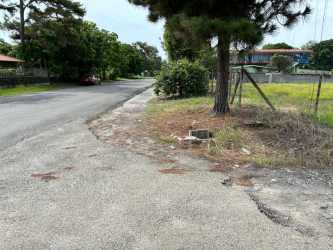 Dense green overgrown lot with tall trees and lush vegetation in Nueva Gorgona Panama