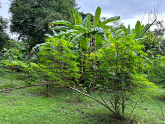 Large trees with dense shady garden lot lush green foliage in Coronado Panama