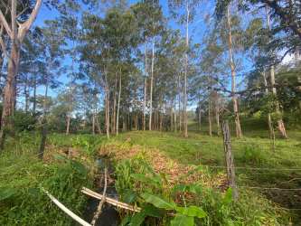Mature forested land with natural stream and greenery in Volcán for sale