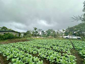 Farmland with vegetable crops and building Nueva California Volcán