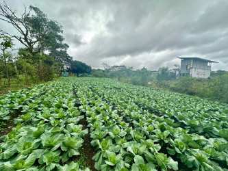 Cultivated farmland and green crops on titled lot for sale Volcán