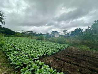 Land for Sale in Tierras Altas - 0 bedrooms