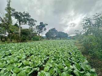 Open farmland plot titled in Nueva California Volcán with electricity access