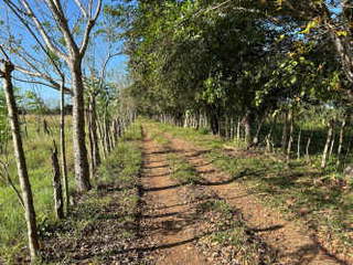 Agricultural Land for Sale in El Roble - 1 bedroom