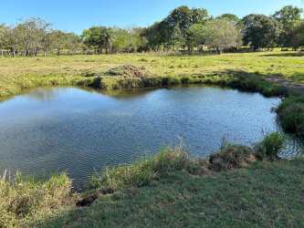 Calm pond surrounded by grassy pasture at Salitrosa cattle farm Penonomé