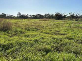 Wide grassy open field surrounded by scattered trees Penonomé farm