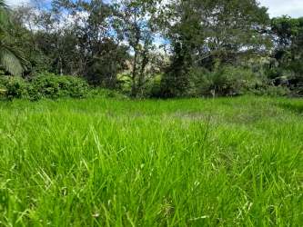Dense tropical trees alongside open flat farmland in Río de Jesús Panama