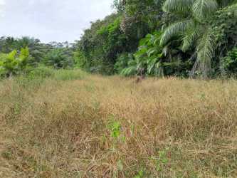 Rolling cattle pasture with trees on agricultural land in Veraguas Panama