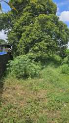 Large vacant area with mature tree in Volcán Chiriquí house for sale