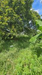 Backyard with thick trees and grass in Volcán Chiriquí property for sale