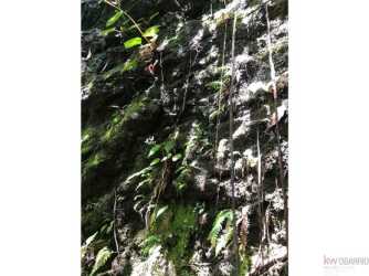 Tropical vegetation covering rock hillside, abundant greenery on Boquete farmland