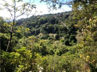 Dense highland forest vegetation covering rolling acreage perfect for eco development or farming