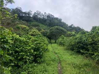 Land for Sale in Alto Boquete - 0 bedrooms