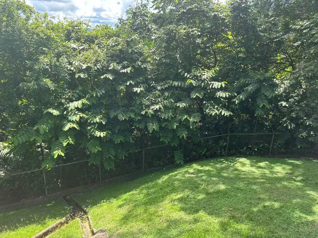 Bright bedroom overlooking trees and greenery in Cerro Ancón Panama house for rent