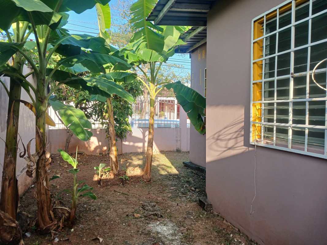 Side garden with banana trees and boundary wall corner house Las Acacias Panama City
