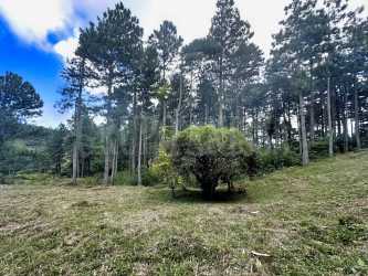 Sloped grassy area with private tree border in Altos del María Panama