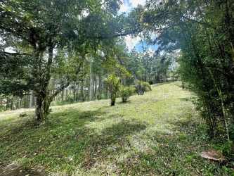 Grassy plot bordered by pine trees and natural Forest in Altos del María