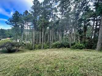 Open grassy area with pine trees on private mountain lot Panama