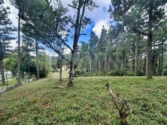 Open grassy clearing with pine trees mountain lot Panama