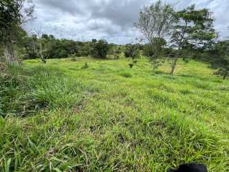 Open grassy rolling pasture with trees 4.5 hectares Bugaba Chiriqui Panama land