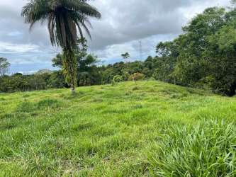 Vacant open grassy land with palm tree forest edge Bugaba Chiriqui land sale