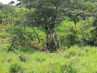 Farm / Land for Sale in Soná - 0 bedrooms
