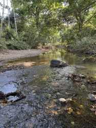 Peaceful river with lush trees boundaries farmland near Pedasi Panama