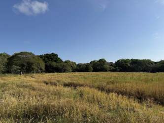 Open meadow landscape with tree clusters rural Pedasi Los Santos Panama