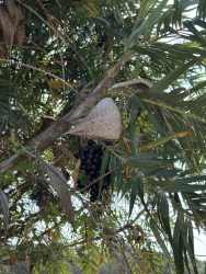 Palm branch over open grassy countryside near Pedasi, Panama ideal for farming and development
