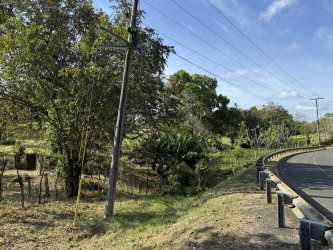 Cattle grazing pasture fenced area trees Pedasi countryside Panama