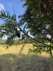 Curved rural road with fencing and power lines near Pedasi farmland Panama